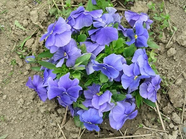 pansy in flower